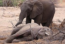 Bangolo Des éléphants abattus par des burkinabé dans le Mont Péko
